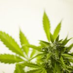 Cannabis: Indica e sativa, quali sono le differenze?